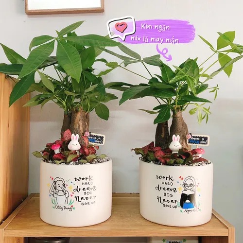 Chậu Cây Để Bàn Đẹp Tự Nhiên - Mang Lại Không Gian Xanh Mát.