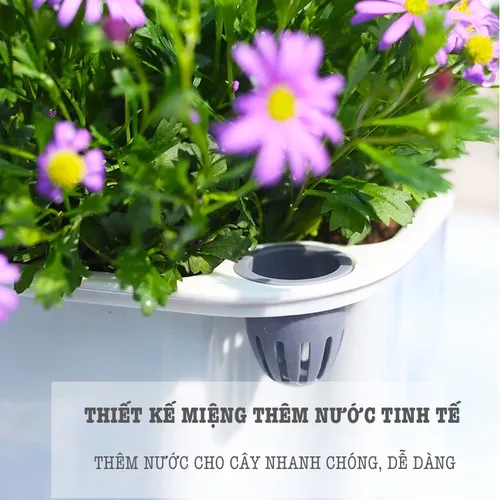 🏡 Chậu Cây Để Bàn: Mang Thiên Nhiên Vào Không Gian Của Bạn.