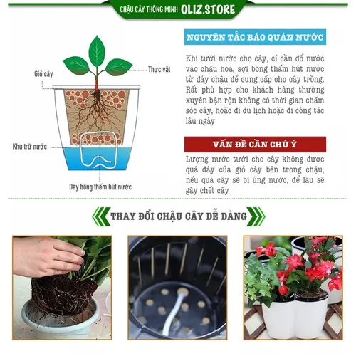 Chậu Cây Để Bàn Tạo Không Gian Xanh Mát Cho Văn Phòng.