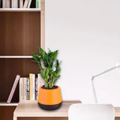 Chậu Cây Để Bàn Dễ Chăm Sóc – Tiết Kiệm Thời Gian.