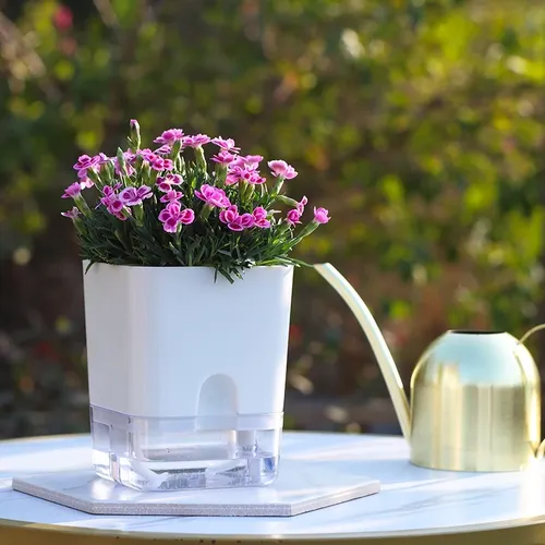 🌿 Chậu Cây Để Bàn Đẹp – Bí Quyết Mang Lại Không Gian Xanh Mát, Thư Giãn.