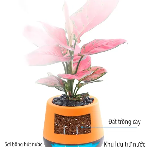 Chậu Cây Để Bàn Dễ Chăm Sóc – Tiết Kiệm Thời Gian.