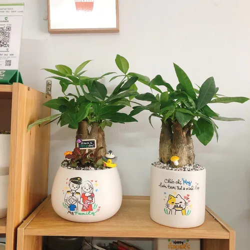 Chậu Cây Để Bàn Đẹp Tự Nhiên - Mang Lại Không Gian Xanh Mát.