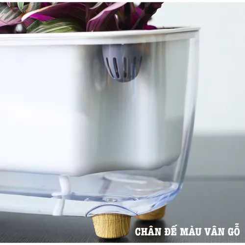 🏡 Chậu Cây Để Bàn: Mang Thiên Nhiên Vào Không Gian Của Bạn.