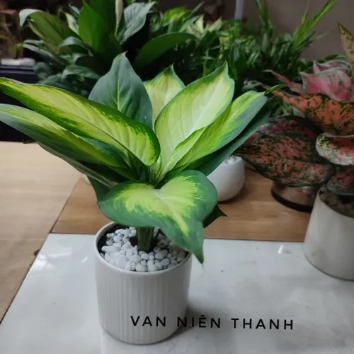 Chậu cây để bàn Vạn niên thanh phong thủy: Đặt bàn là sang, nhìn là thư thái!