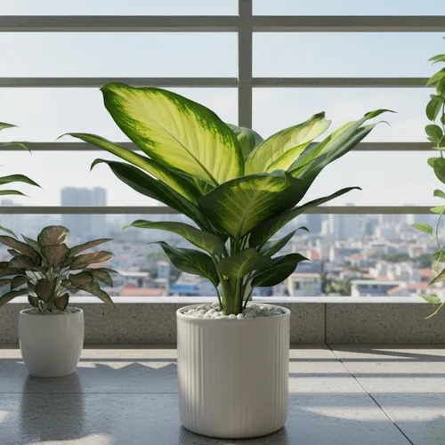 Chậu cây để bàn Vạn niên thanh phong thủy: Đặt bàn là sang, nhìn là thư thái!