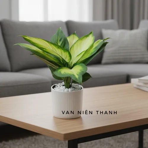 Chậu cây để bàn Vạn niên thanh phong thủy: Đặt bàn là sang, nhìn là thư thái!