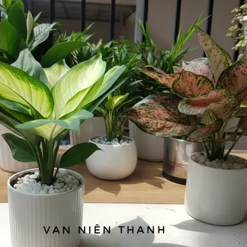 Chậu cây để bàn Vạn niên thanh phong thủy: Đặt bàn là sang, nhìn là thư thái!