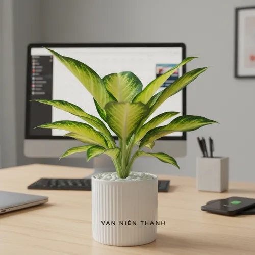 Chậu cây để bàn Vạn niên thanh phong thủy: Đặt bàn là sang, nhìn là thư thái!