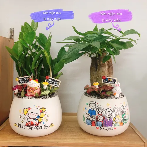 Chậu Cây Để Bàn Đẹp Tự Nhiên - Mang Lại Không Gian Xanh Mát.