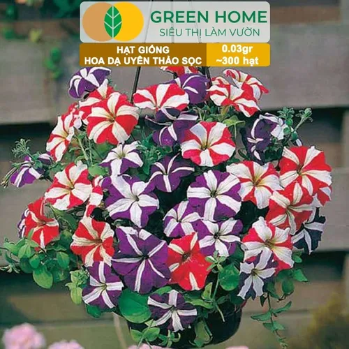 🌸 HẠT GIỐNG HOA DẠ YẾN THẢO SỌC: GIEO VẺ ĐẸP RỰC RỠ CHO BAN CÔNG!