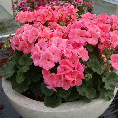 🌸 HOA PHONG LỮ THẢO NHIỀU MÀU SIÊU ĐẸP - GÓI 50 HẠT F1 CHẤT LƯỢNG!