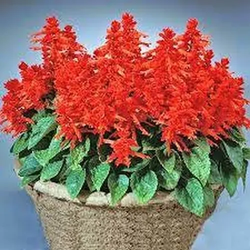 🌸🔥 HOA XÁC PHÁO ĐỎ - Hàng Công Ty Chuẩn F1, Hoa To Bền Màu Hơn Hẳn!