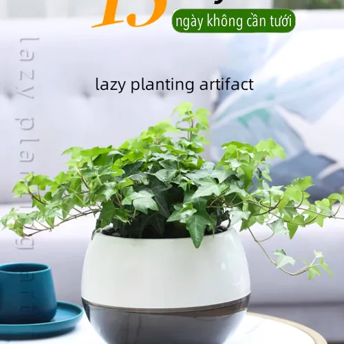 Chậu Cây Để Bàn Mini: Decor Bàn Làm Việc, Góc Học Tập Siêu Xinh.