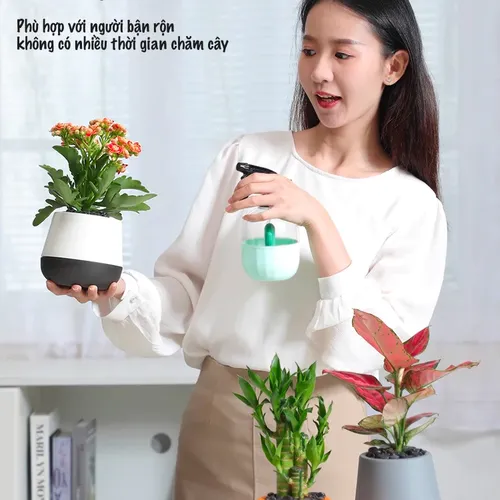 Chậu Cây Để Bàn Dễ Chăm Sóc – Tiết Kiệm Thời Gian.