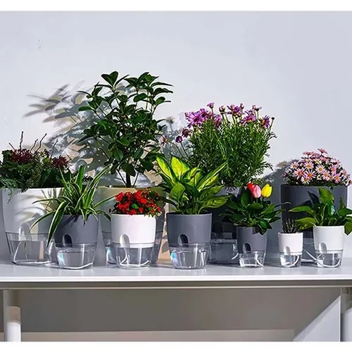 Chậu Cây Nhỏ Để Bàn: Xanh Mát Góc Làm Việc, Trang Trí Tinh Tế.