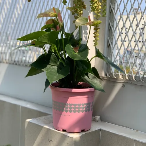 Chậu Cây Nhựa VIETPOT Màu Hồng - Tô điểm cho không gian nhà bạn thêm lãng mạn!