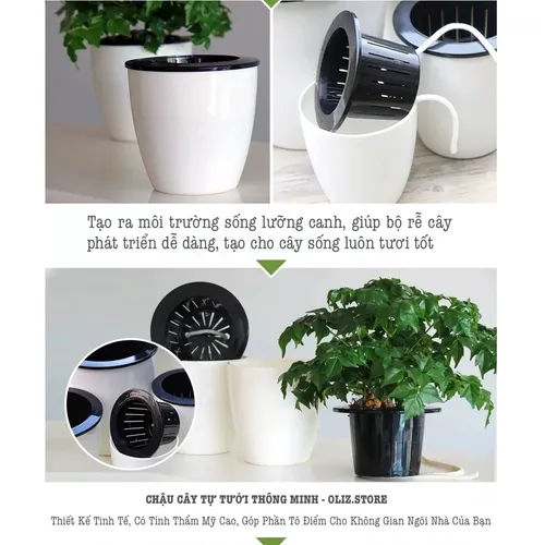 🌱 Chậu Cây Thủy Sinh Để Bàn: Góc Xanh Mát Lành, Tinh Thần Sảng Khoái.