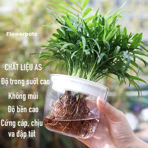 Chậu Cây Thủy Sinh Để Bàn: Phong Thủy May Mắn, Trang Trí Hiện Đại.