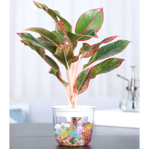 Chậu Cây Thủy Sinh Để Bàn: Phong Thủy May Mắn, Trang Trí Hiện Đại.