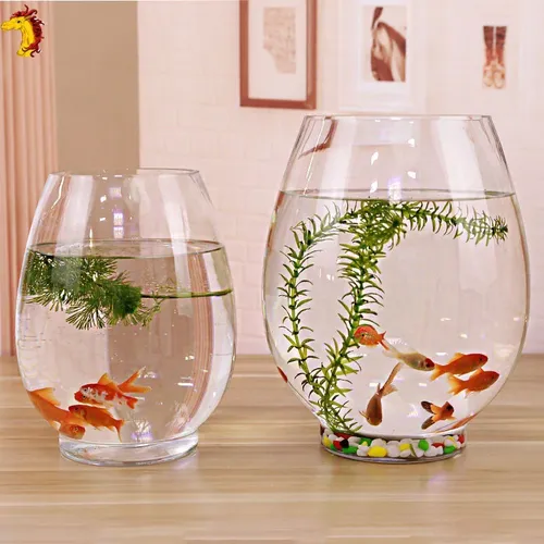 🌿 Chậu Cây Thuỷ Sinh Mini | Dễ Chăm Sóc, Tạo Không Gian Xanh Mát.