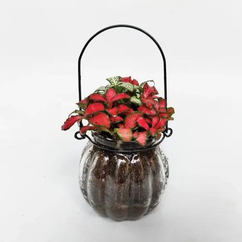 🔥 [HOT] Chậu Thủy Tinh Trồng Cây Mini Để Bàn | Decor Xinh Xắn, Tinh Tế.