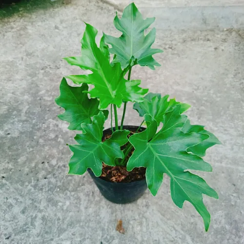 🌱 Cây Trầu Bà Thanh Xuân: Biểu Tượng Của Sự Tươi Trẻ Và Phát Tài.