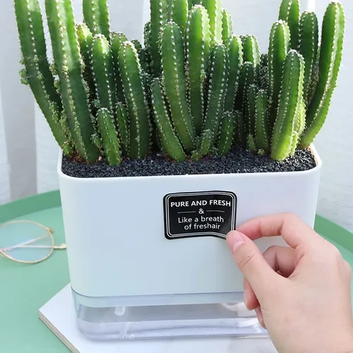 🌿 Chậu Cây Để Bàn Đẹp – Bí Quyết Mang Lại Không Gian Xanh Mát, Thư Giãn.