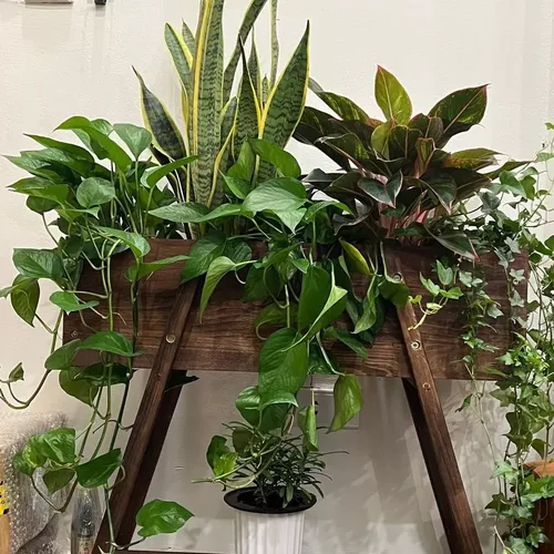 Chậu Gỗ Trồng Cây Cao Cấp – Điểm Nhấn Xanh Cho Ngôi Nhà Của Bạn.