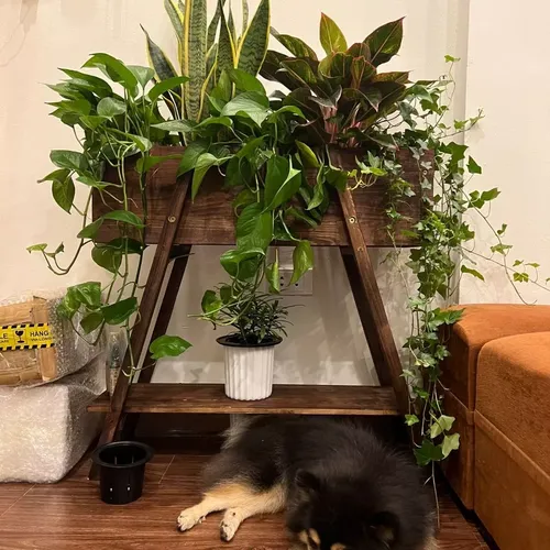 Chậu Gỗ Trồng Cây Cao Cấp – Điểm Nhấn Xanh Cho Ngôi Nhà Của Bạn.