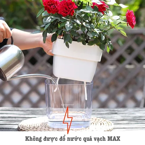 [HOT] Chậu Hoa Để Bàn Đẹp: Trang Trí Bàn Làm Việc, Góc Sống Tinh Tế.