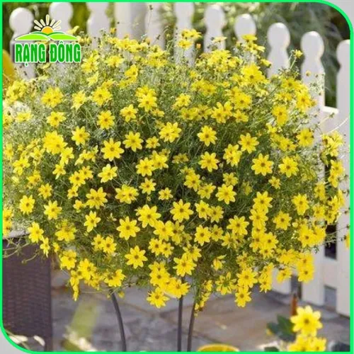 🌼 HOA CÚC SAO BĂNG - Chỉ 1 gói 150 hạt, ban công nhà bạn BÙNG NỔ sắc vàng may mắn!