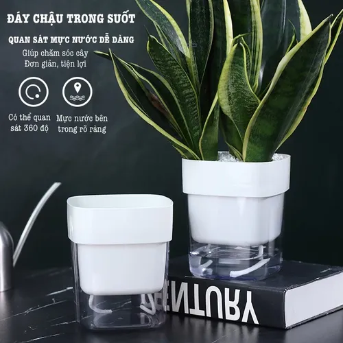 [HOT] Chậu Hoa Để Bàn Đẹp: Trang Trí Bàn Làm Việc, Góc Sống Tinh Tế.