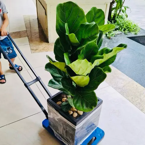 🌸Chậu Cây Để Bàn Bàng Singapore: BÍ MẬT Phong Thủy Giúp Thăng Tiến Vù Vù