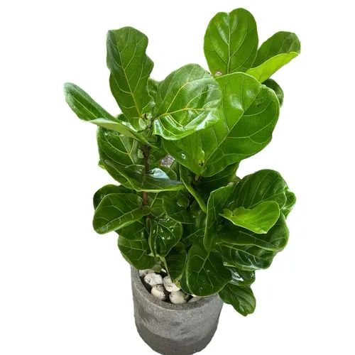 🌸Chậu Cây Để Bàn Bàng Singapore: BÍ MẬT Phong Thủy Giúp Thăng Tiến Vù Vù