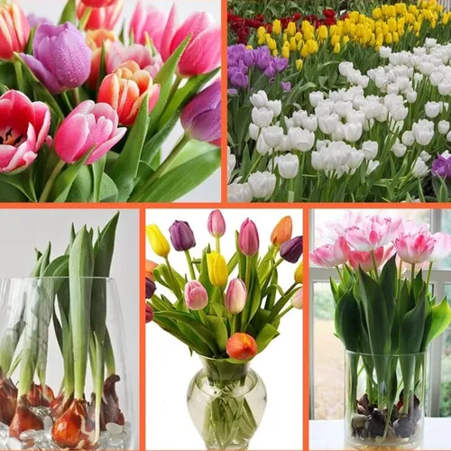 🌱Hạt Giống Hoa Tulip: F1 Nảy Mầm 100% - Thử Thách Cả Người Vụng Về Nhất!