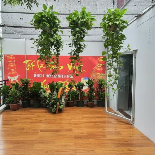 🌸Chậu treo ban công Vạn niên thanh trầu bà rủ: Treo tường siêu xinh!