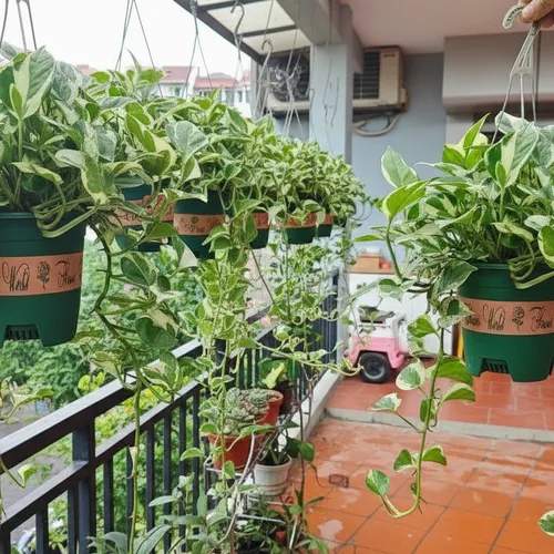 🌸Chậu treo ban công Vạn niên thanh trầu bà rủ: Treo tường siêu xinh!