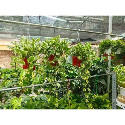 🌸Chậu treo ban công Vạn niên thanh trầu bà rủ: Treo tường siêu xinh!