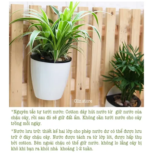 👍 Chậu Treo Tường: Tiết Kiệm Không Gian, Trang Trí Nhà Cực Đẹp.