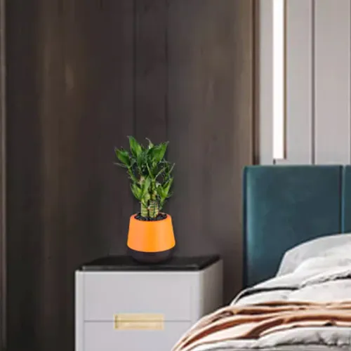 Chậu Cây Để Bàn Dễ Chăm Sóc – Tiết Kiệm Thời Gian.