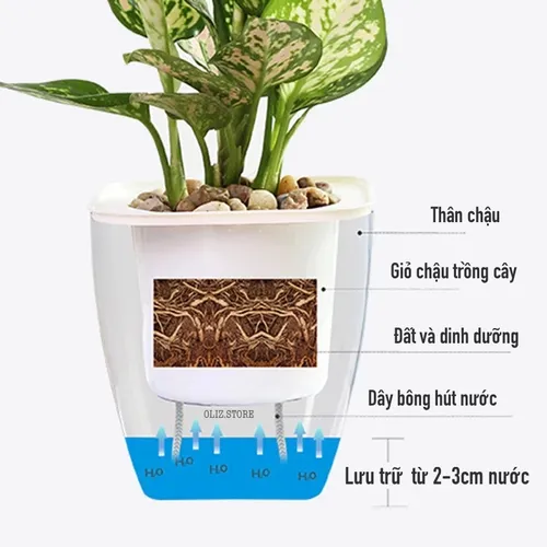 Chậu Hoa Mini Để Bàn: Quà Tặng Nhỏ Xinh, Ý Nghĩa Lớn.