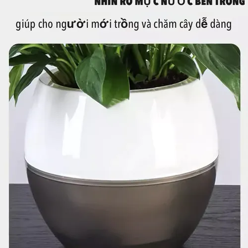 Chậu Cây Để Bàn Mini: Decor Bàn Làm Việc, Góc Học Tập Siêu Xinh.