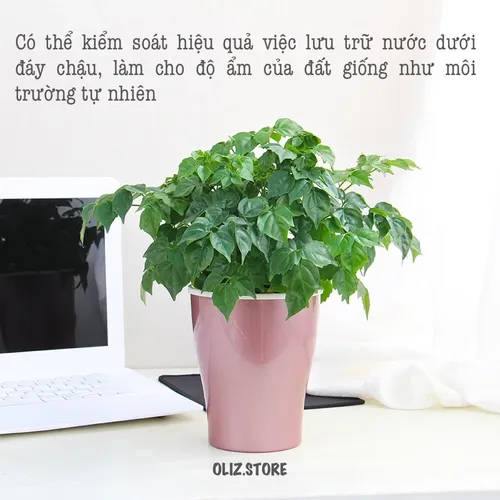 Chậu Hoa Nhỏ Để Bàn – Biến Mọi Góc Nhỏ Thành Không Gian Xanh Mát.