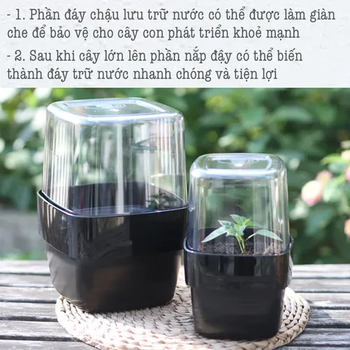 [HOT] Chậu Hoa Để Bàn Đẹp: Trang Trí Bàn Làm Việc, Góc Sống Tinh Tế.