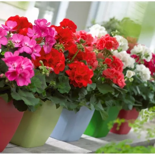 🌸 HOA PHONG LỮ THẢO NHIỀU MÀU SIÊU ĐẸP - GÓI 50 HẠT F1 CHẤT LƯỢNG!