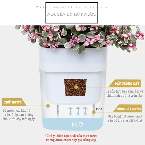 [HOT] Chậu Hoa Để Bàn Đẹp: Trang Trí Bàn Làm Việc, Góc Sống Tinh Tế.