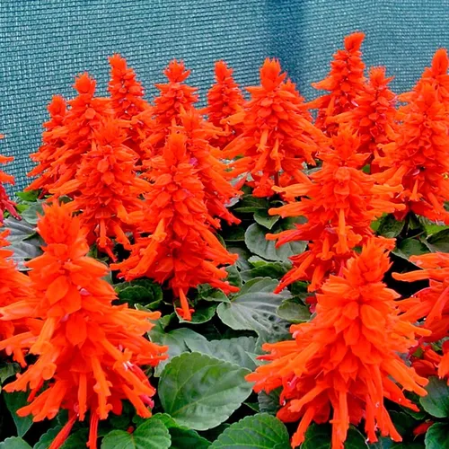 🌸🔥 HOA XÁC PHÁO ĐỎ - Hàng Công Ty Chuẩn F1, Hoa To Bền Màu Hơn Hẳn!