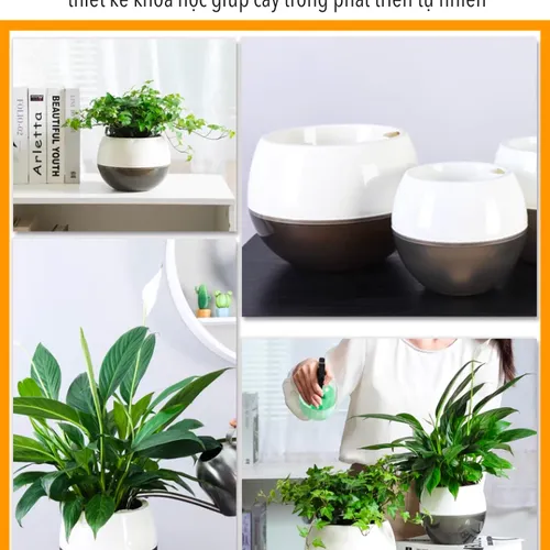 Chậu Cây Để Bàn Mini: Decor Bàn Làm Việc, Góc Học Tập Siêu Xinh.