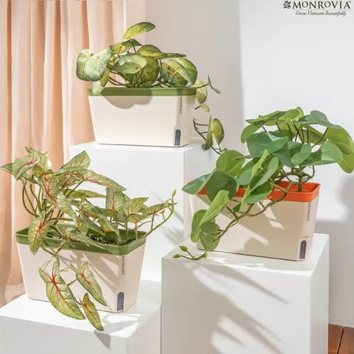 🌼Chậu Nhựa Trồng Cây cao cấp Monrovia Tự Tưới – Phong Cách Nhật Bản Sang Trọng, Trang Trí Nhà & Văn Phòng.
